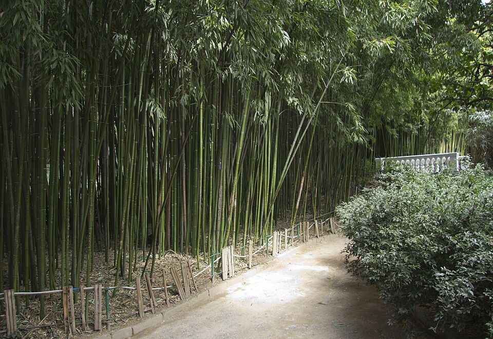 Nikitsky Botanical Garden