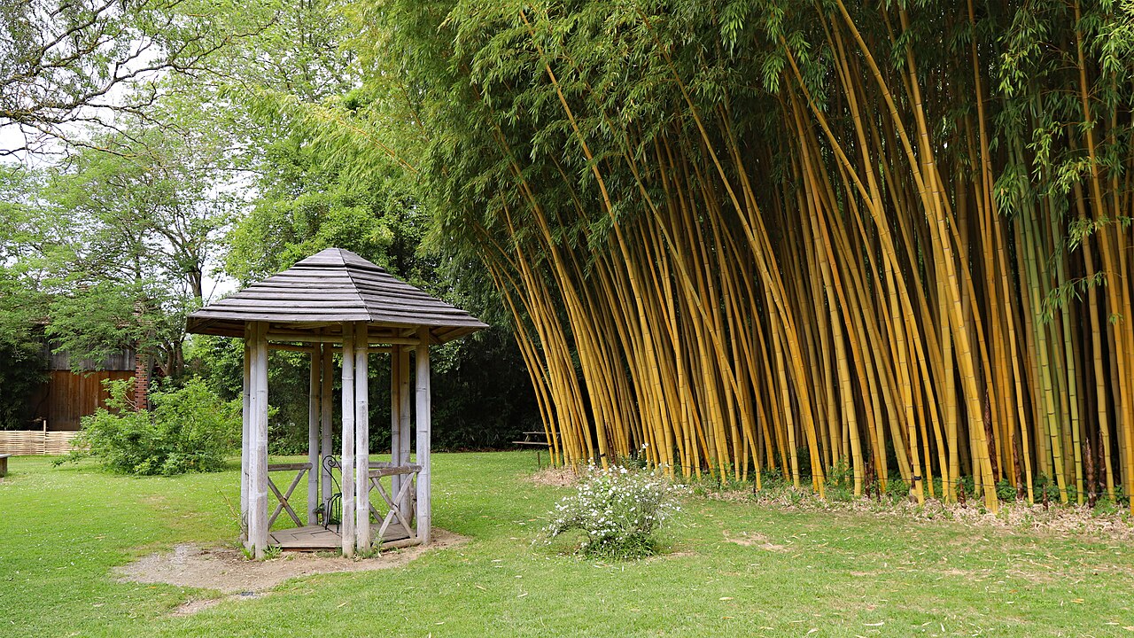 Bambous Park, Lapenne