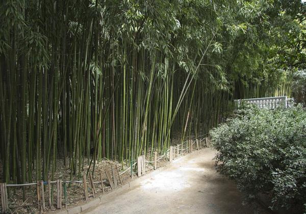 Nikitsky Botanical Garden
