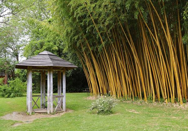 Bambous Park, Lapenne