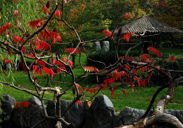 Japanese Garden Herastrau Park